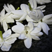 sweet jasmine flowers